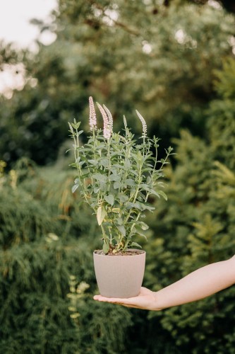 przetacznik-klosowy-rosa-zwerg-veronica-spicata-rozowe-kwiaty-kompaktowa-bylina-miododajna-sadzonka-sadzonki-zielona-para-zielonapara
