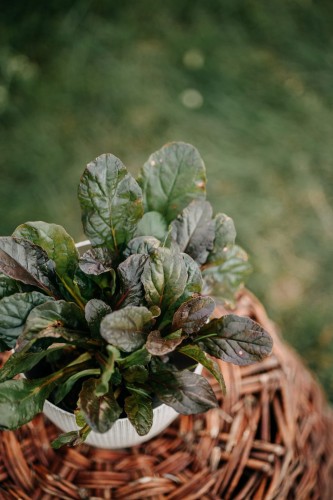 dabrowka-rozlogowa-atropurpurea-ajuga-reptans-ciemnopurpurowe-liscie-fioletowe-kwiaty-pokrywowa-cieniolubna-bylina-sadzonka-sadzonki-zielona-para-zielonapara