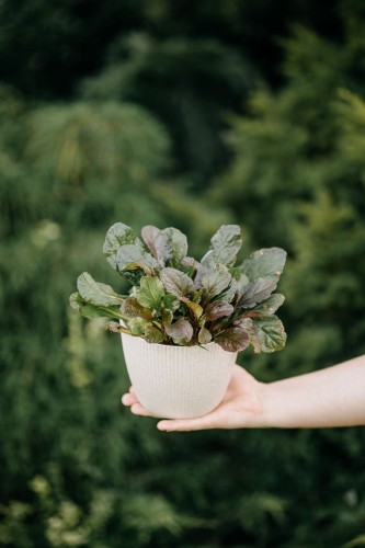 dabrowka-rozlogowa-atropurpurea-ajuga-reptans-ciemnopurpurowe-liscie-fioletowe-kwiaty-pokrywowa-cieniolubna-bylina-sadzonka-sadzonki-zielona-para-zielonapara