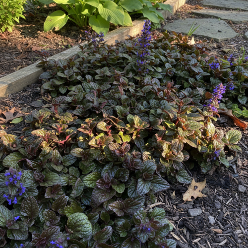 dabrowka-rozlogowa-atropurpurea-ajuga-reptans-ciemnopurpurowe-liscie-fioletowe-kwiaty-pokrywowa-cieniolubna-bylina-sadzonka-sadzonki-zielona-para-zielonapara
