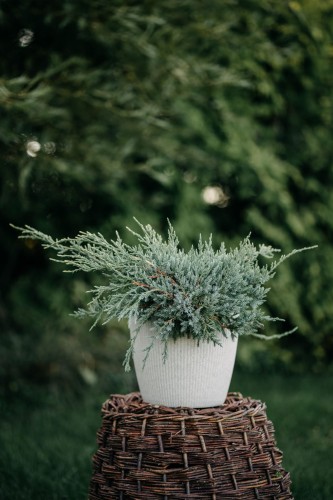 jalowiec-wirginijski-Tripatita-juniperus-virigniana-Tripatita-sadzonka-1-243x300.jpg