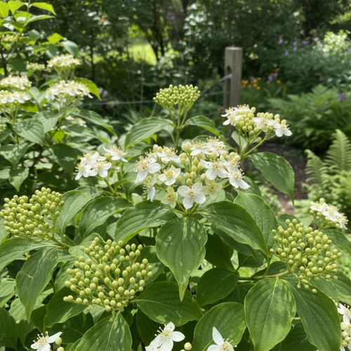 deren-rozlogowy-cornus-sericea-czerwone-pedy-biale-kwiaty-dekoracyjne-liscie-krzew-ozdobny-sadzonka-sadzonki-zielona-para-zielonapara