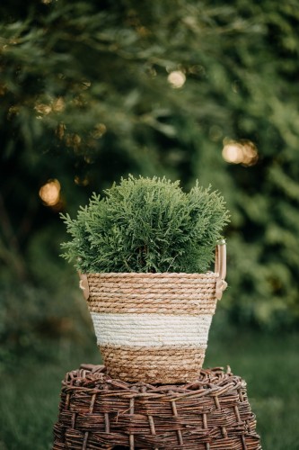 tuja-zywotnik-golden-globe-thuja-occidentalis-kulisty-pokroj-zloty-kolor-iglaste-ozdobny-krzew-sadzonka-sadzonki-zielona-para-zielonapara