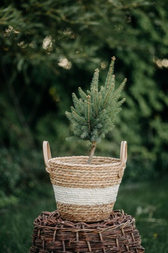 świerk-biały-Pyramidalis-Picea-glauca-Pyramidalis-zielonapara-zielona-para-sadzonka-0463.jpg