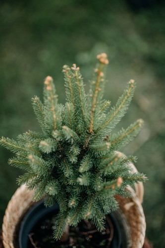 świerk-biały-Pyramidalis-Picea-glauca-Pyramidalis-zielonapara-zielona-para-sadzonka-0464.jpg
