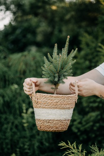 świerk-biały-Pyramidalis-Picea-glauca-Pyramidalis-zielonapara-zielona-para-sadzonka-0465.jpg