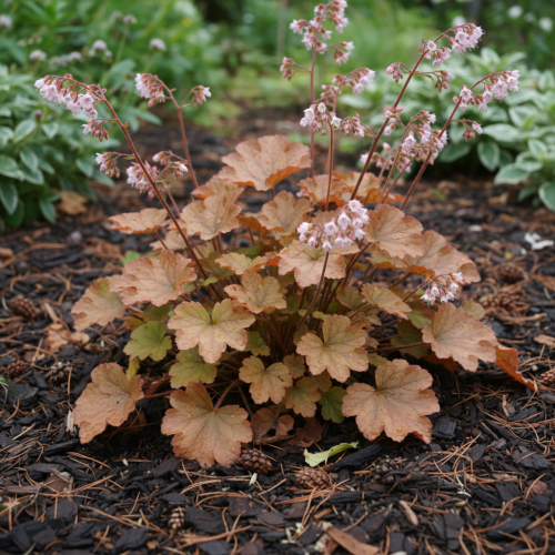 zurawka-brown-sugar-heuchera-brazowe-liscie-rozowe-kwiaty-dekoracyjna-bylina-cieniolubna-sadzonka-sadzonki-zielona-para-zielonapara
