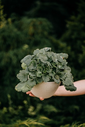 Żurawka mix odmian zestaw 10 odmian