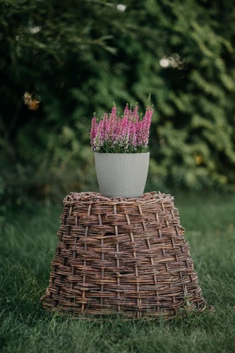wrzos-bialy-rozowy-zolty-calluna-vulgaris-kwiaty-wielobarwne-zimozielona-roslina-pokrywowa-sadzonka-sadzonki-zielona-para-zielonapara