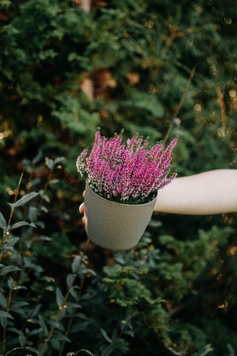 wrzos-bialy-rozowy-zolty-calluna-vulgaris-kwiaty-wielobarwne-zimozielona-roslina-pokrywowa-sadzonka-sadzonki-zielona-para-zielonapara