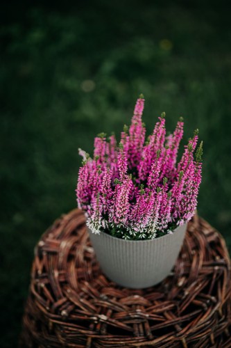 wrzos-bialy-rozowy-zolty-calluna-vulgaris-kwiaty-wielobarwne-zimozielona-roslina-pokrywowa-sadzonka-sadzonki-zielona-para-zielonapara