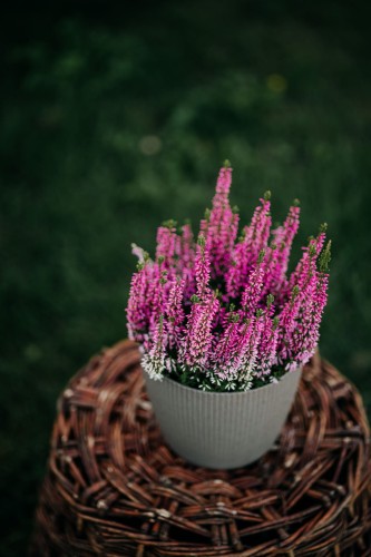 wrzos-bialy-rozowy-zolty-calluna-vulgaris-kwiaty-wielobarwne-zimozielona-roslina-pokrywowa-sadzonka-sadzonki-zielona-para-zielonapara
