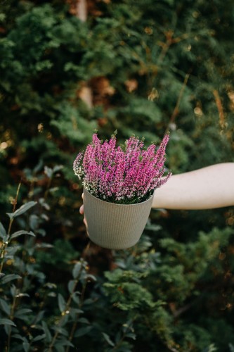 wrzos-bialy-rozowy-zolty-calluna-vulgaris-kwiaty-wielobarwne-zimozielona-roslina-pokrywowa-sadzonka-sadzonki-zielona-para-zielonapara