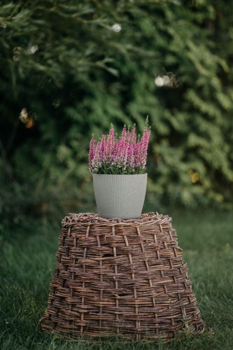 wrzos-bialy-rozowy-zolty-calluna-vulgaris-kwiaty-wielobarwne-zimozielona-roslina-pokrywowa-sadzonka-sadzonki-zielona-para-zielonapara