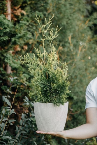 tuja-zachodnia-smaragd-variegata-thuja-occidentalis-stozkowy-pokroj-pstre-iglaki-dekoracyjna-odmiana-sadzonka-sadzonki-zielona-para-zielonapara