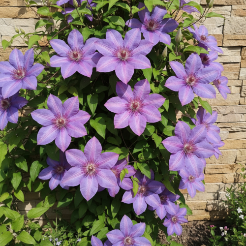 powojnik-baltyk-clematis-baltyk-blekitne-duze-kwiaty-dlugie-kwitnienie-pnacze-ozdobne-sadzonka-sadzonki-zielona-para-zielonapara