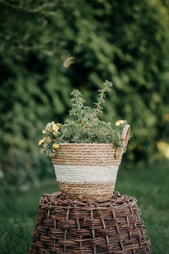 pięciornik-krzewiasty-Gold-Drop-Potentilla-fruticosa-Gold-Drop-zielonapara-zielona-para-sadzonka-0380.jpg