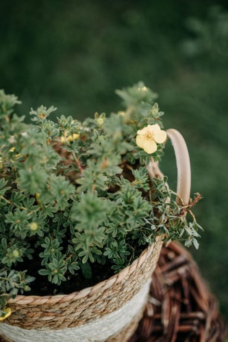 pięciornik-krzewiasty-Gold-Drop-Potentilla-fruticosa-Gold-Drop-zielonapara-zielona-para-sadzonka-0381.jpg