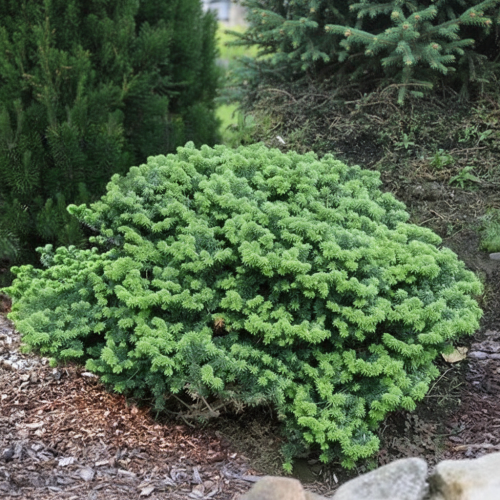 jodla-balsamiczna-nana-abies-balsamea-sadzonka-zielona-para.jpg