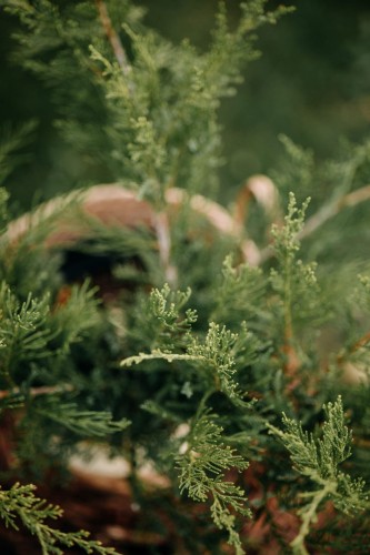 jałowiec-Tamariscifolia-Juniperus-tamariscifolia-zielonapara-zielona-para-sadzonka-0624.jpg