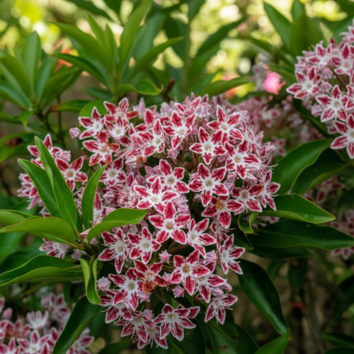 kalmia-szerokolistna-galaxy-kalmia-latifolia-różowe-kwiaty-krzew-zimozielony-sadzonka-sadzonki-zielona-para-zielonapara