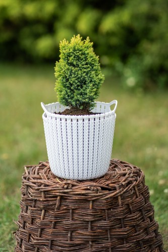 jalowiec-pospolity-gold-cone-juniperus-communis-zolte-iglaki-stożkowy-krzew-ozdobny-sadzonka-sadzonki-zielona-para-zielonapara