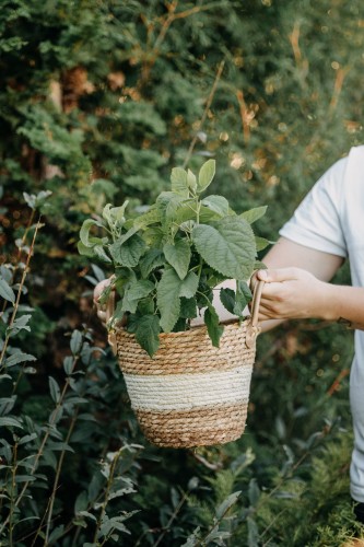hortensja-ogrodowa-hot-red-hydrangea-macrophylla-intensywnie-czerwone-kwiaty-krzew-ozdobny-sadzonka-sadzonki-zielona-para-zielonapara