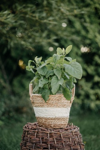 hortensja-ogrodowa-hot-red-hydrangea-macrophylla-intensywnie-czerwone-kwiaty-krzew-ozdobny-sadzonka-sadzonki-zielona-para-zielonapara