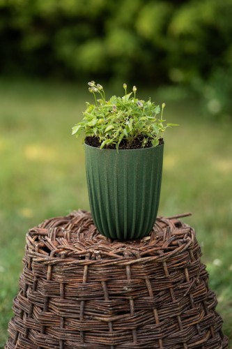 dziurawiec-hidcote-gold-hypericum-perforatum-zolte-kwiaty-bylina-ozdobna-sadzonka-sadzonki-zielona-para-zielonapara