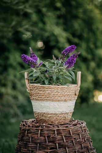 budleja-dawida-nanho-blue-buddleja-davidii-niebiesko-fioletowe-kwiaty-krzew-ozdobny-sadzonka-sadzonki-zielona-para-zielonapara