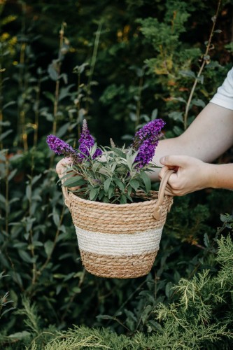 budleja-dawida-nanho-blue-buddleja-davidii-niebiesko-fioletowe-kwiaty-krzew-ozdobny-sadzonka-sadzonki-zielona-para-zielonapara