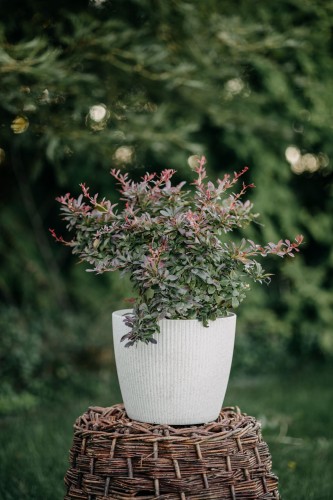 berberys-Thunberga-bordowo-czerwony-Berberis-thunbergii-bordowo-czerwony-zielonapara-zielona-para-sadzonka-0460.jpg