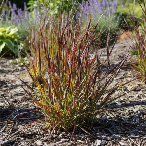proso-rozgowate-nosfertau-miscanthus-sinensis-czerwono-fioletowe-liscie-ozdobna-trawa-bylina-sadzonka-sadzonki-zielona-para-zielonapara