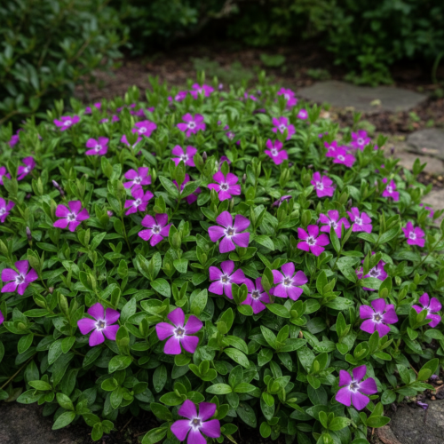 barwinek-pospolity-atropurpurea-vinca-minor-atropurpurea-sadzonka-zielona-para