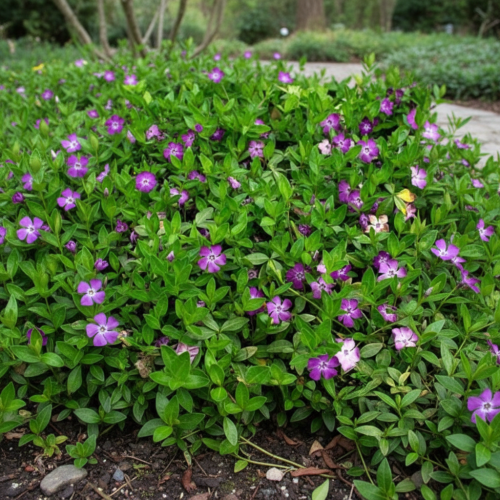 barwinek-pospolity-atropurpurea-vinca-minor-atropurpurea-sadzonka-zielona-para