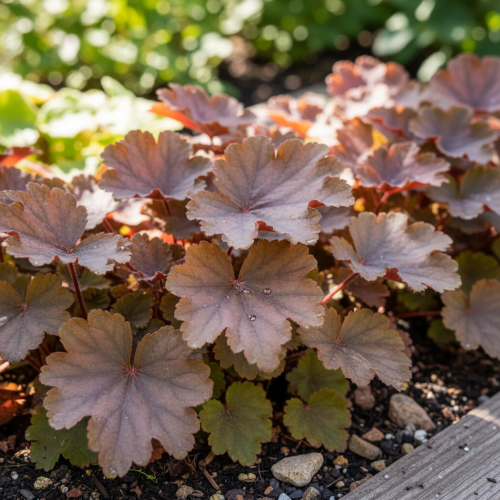 Żurawka Heuhera Camencita 