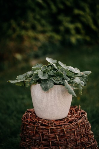 zurawka-infinity-heuchera-zielono-bordowe-liscie-bylina-ozdobna-sadzonka-sadzonki-zielona-para-zielonapara