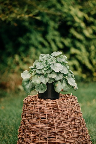 zurawka-white-revolution-heuchera-biale-liscie-bylina-ozdobna-sadzonka-sadzonki-zielona-para-zielonapara