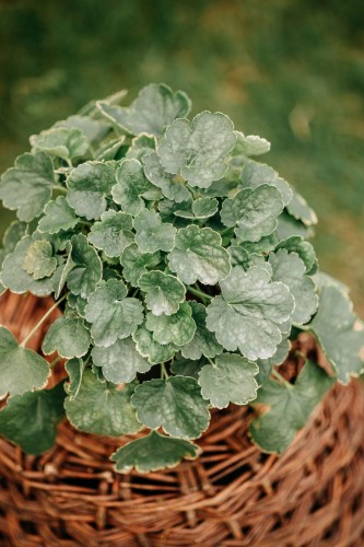 zurawka-white-revolution-heuchera-biale-liscie-bylina-ozdobna-sadzonka-sadzonki-zielona-para-zielonapara