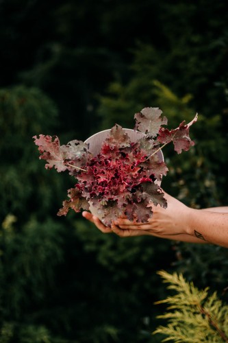 zurawka-milan-heuchera-czerwono-zielone-liscie-bylina-ozdobna-sadzonka-sadzonki-zielona-para-zielonapara