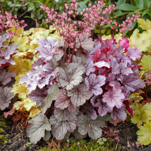 zurawka-milan-heuchera-czerwono-zielone-liscie-bylina-ozdobna-sadzonka-sadzonki-zielona-para-zielonapara