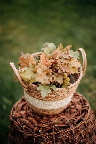 zurawka-ginger-ale-heuchera-pomaranczowo-zielone-liscie-bylina-ozdobna-sadzonka-sadzonki-zielona-para-zielonapara