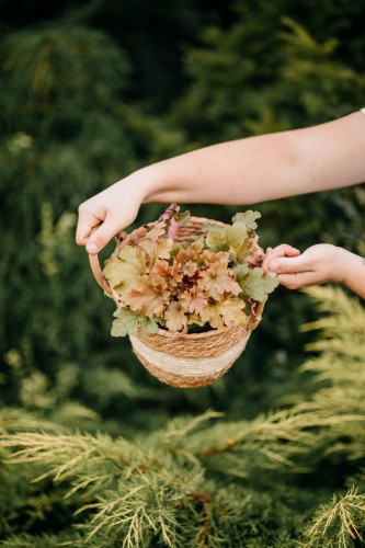 zurawka-ginger-ale-heuchera-pomaranczowo-zielone-liscie-bylina-ozdobna-sadzonka-sadzonki-zielona-para-zielonapara
