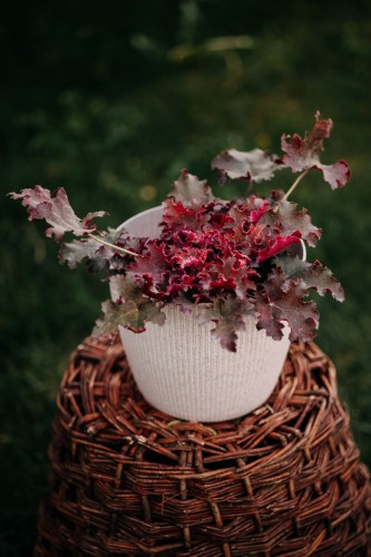 zurawka-story-seas-heuchera-srebrzysto-zielone-liscie-bylina-ozdobna-sadzonka-sadzonki-zielona-para-zielonapara