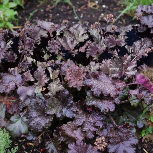 Żurawka  Story Seas