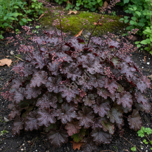 zurawka-story-seas-heuchera-srebrzysto-zielone-liscie-bylina-ozdobna-sadzonka-sadzonki-zielona-para-zielonapara