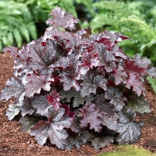 zurawka-plum-pudding-heuchera-bordowo-fioletowe-liscie-bylina-ozdobna-sadzonka-sadzonki-zielona-para-zielonapara