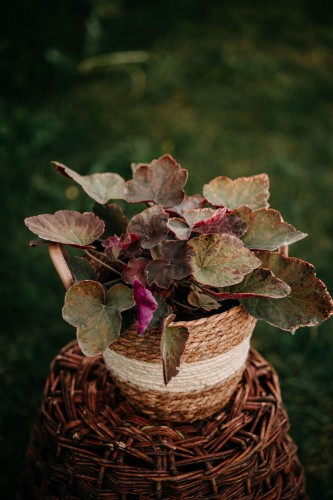 zurawka-plum-pudding-heuchera-bordowo-fioletowe-liscie-bylina-ozdobna-sadzonka-sadzonki-zielona-para-zielonapara