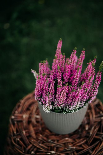 wrzosiec-bialy-erica-carnea-biale-kwiaty-iglasta-roślina-ozdobna-sadzonka-sadzonki-zielona-para-zielonapara