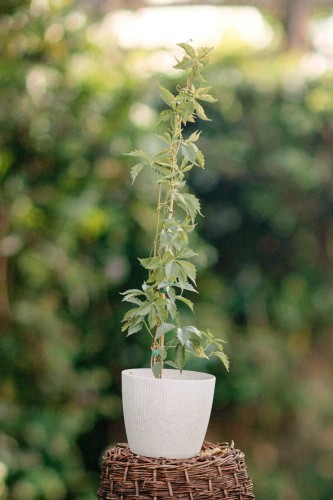 winobluszcz-pieciolistkowy-star-showers-parthenocissus-quinquefolia-pstre-liscie-silnie-rosnace-pnacze-sadzonka-sadzonki-zielona-para-zielonapara